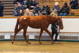 Lot  140 TDY 1415Tattersalls