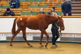 Lot  140 TDY 1423Tattersalls