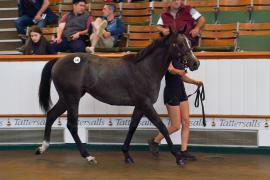 Lot  140 TSS957Tattersalls