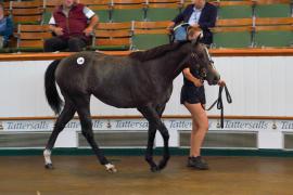 Lot  140 TSS963Tattersalls