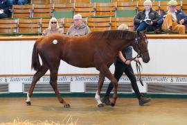 Lot  1412 TBK2158Tattersalls