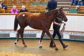 Lot  1412 TBK2168Tattersalls