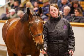 Lot  1412 TDM 940Tattersalls