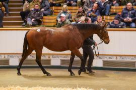 Lot  1412 TDM 967Tattersalls