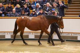 Lot  1412 TDM 978Tattersalls