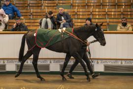 Lot  1419 THIT 4315Tattersalls