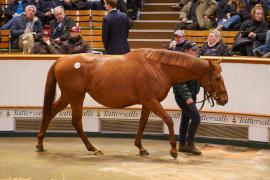 Lot  1422 TDM 1105Tattersalls