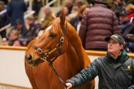 Lot  1422 TDM 1126Tattersalls