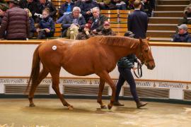 Lot  1422 TDM 1135Tattersalls