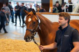 Lot  1423 TBK2362Tattersalls