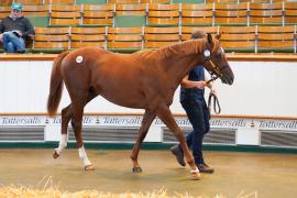 Lot  1423 TBK2409Tattersalls