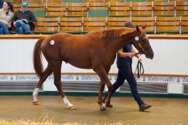 Lot  1423 TBK2473Tattersalls