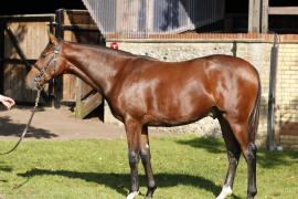 Lot  142 T B K1 V0634 Tattersalls