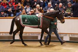 Lot  1435 TDM 1162Tattersalls