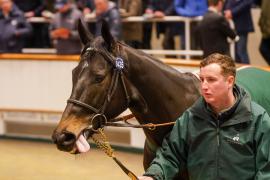 Lot  1435 TDM 1183Tattersalls