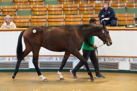 Lot  1437 TBK2286Tattersalls