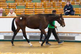 Lot  1437 TBK2336Tattersalls