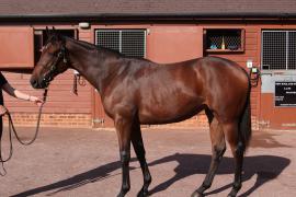 Lot  143 T B10357 Tattersalls