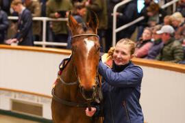 Lot  1453 TDM 1998Tattersalls