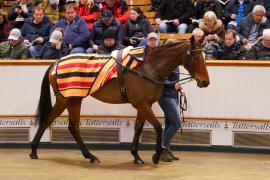 Lot  1453 TDM 2336Tattersalls