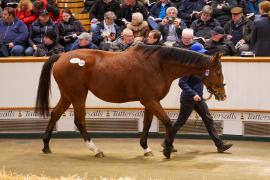 Lot  1456 TDM 1767Tattersalls