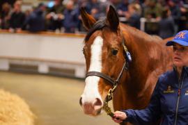 Lot  1456 TDM 1972Tattersalls