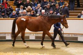 Lot  1456 TDM 2747Tattersalls