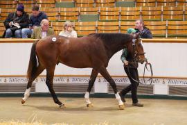 Lot  1458 TBK2510Tattersalls