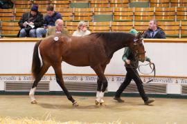 Lot  1458 TBK2549Tattersalls