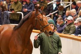 Lot  1458 TDM 2265Tattersalls