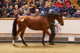 Lot  1458 TDM 2353Tattersalls