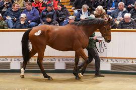 Lot  1458 TDM 2954Tattersalls