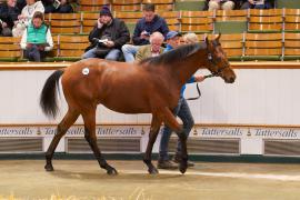 Lot  1461 TBK2567Tattersalls