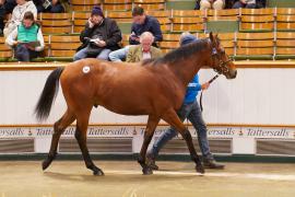 Lot  1461 TBK3 616Tattersalls