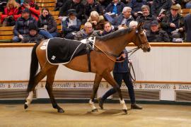 Lot  1462 TDM 2457Tattersalls