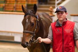 Lot  1465 TBK3 578Tattersalls