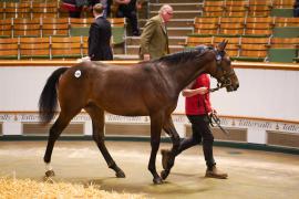 Lot  1465 TBK3 649Tattersalls