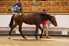 Lot  1466 TBK3 569Tattersalls