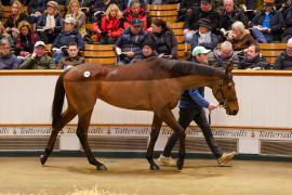 Lot  1466 TDM 1359Tattersalls