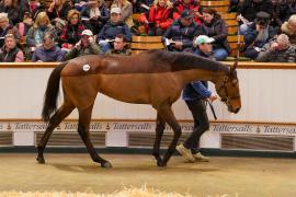 Lot  1466 TDM 2396Tattersalls