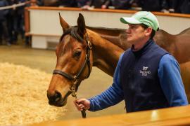 Lot  1466 TDM 2803Tattersalls