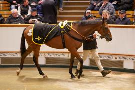 Lot  1468 TDM 1848Tattersalls