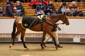 Lot  1468 TDM 2674Tattersalls