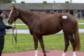 Lot  1470 TDM 1166Tattersalls