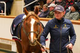 Lot  1470 TDM 2581Tattersalls