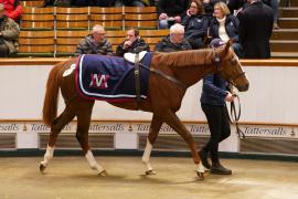 Lot  1470 TDM 2609Tattersalls