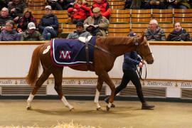 Lot  1470 TDM 2800Tattersalls