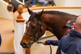 Lot  1473 TDM 2466Tattersalls