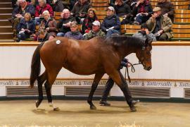 Lot  1473 TDM 2570Tattersalls