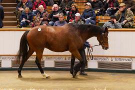 Lot  1473 TDM 2571Tattersalls